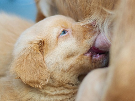 Puppy nursing from their mother